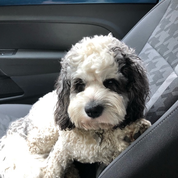 Meet your Posher, Tracy - Picture 1 of 1